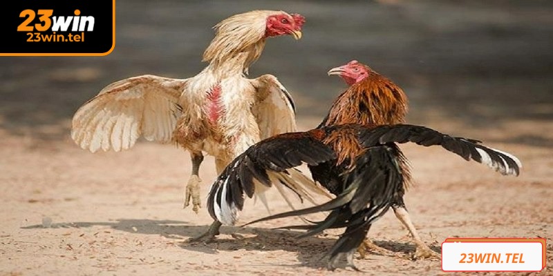 Đá gà cựa dao 23WIN nổi tiếng với nhiều trận đấu sôi động