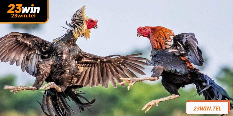 Hệ thống livestream đá gà Thomo có độ phân giải Full HD