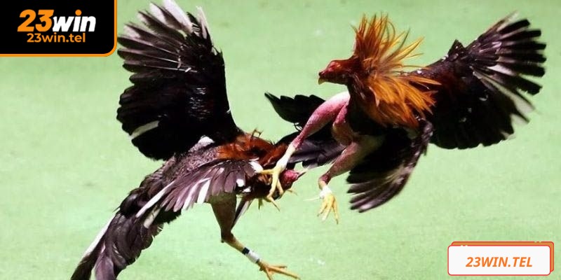 Hãy phân tích ngoại hình, phong độ của chiến kê thật chi tiết