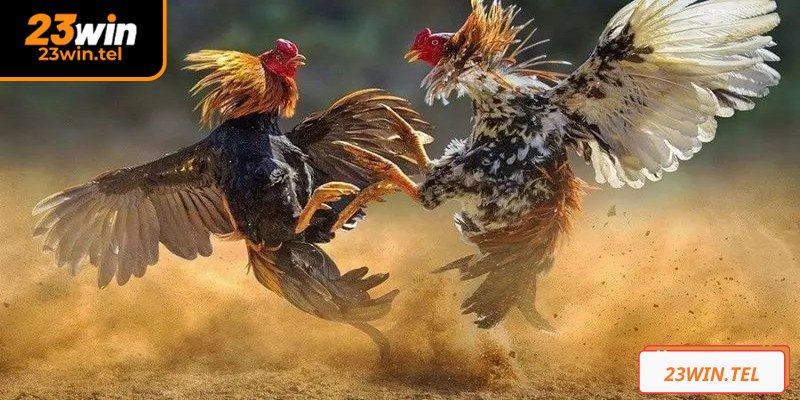 Đá gà Thomo tại 23WIN là sân chơi giải trí chất lượng, uy tín