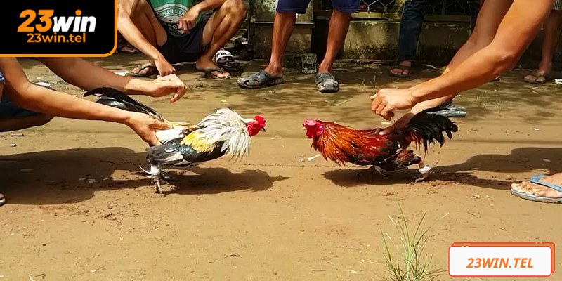 Đá Gà Tre 23WIN: Mãn Nhãn Với Cuộc Những Chiến Kê Sinh Tử 1 Đá gà tre 23WIN là hình cá cược luôn rất hot trên thị trường giải trí