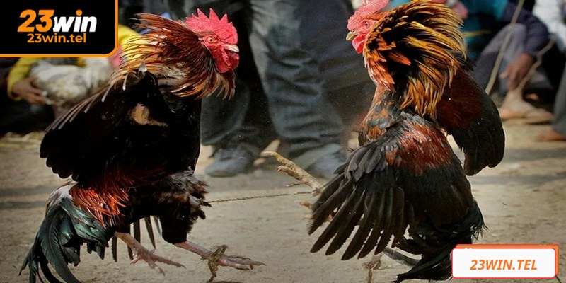 Đá Gà Tre 23WIN: Mãn Nhãn Với Cuộc Những Chiến Kê Sinh Tử 3 Hãy tìm hiểu kỹ những cửa cược để lựa chọn chính xác